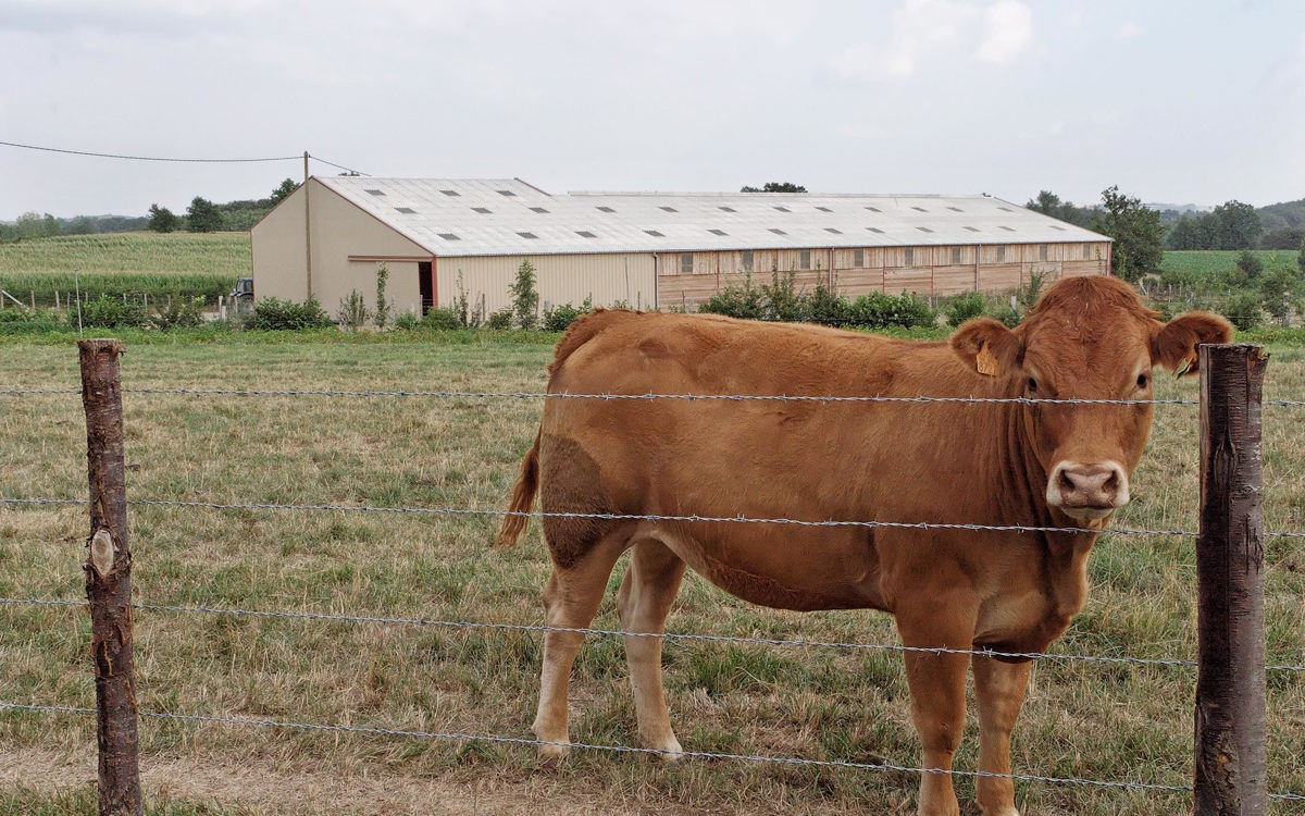 L'environnement optimal de l’étable pour garder vos vaches en bonne santé