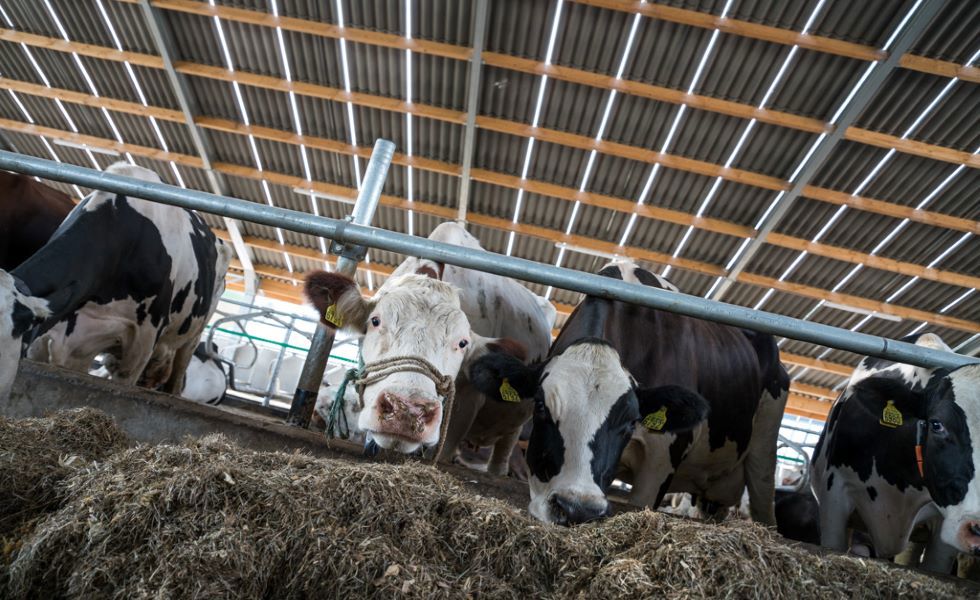 Eternit, un siècle de solutions de toiture agricole 