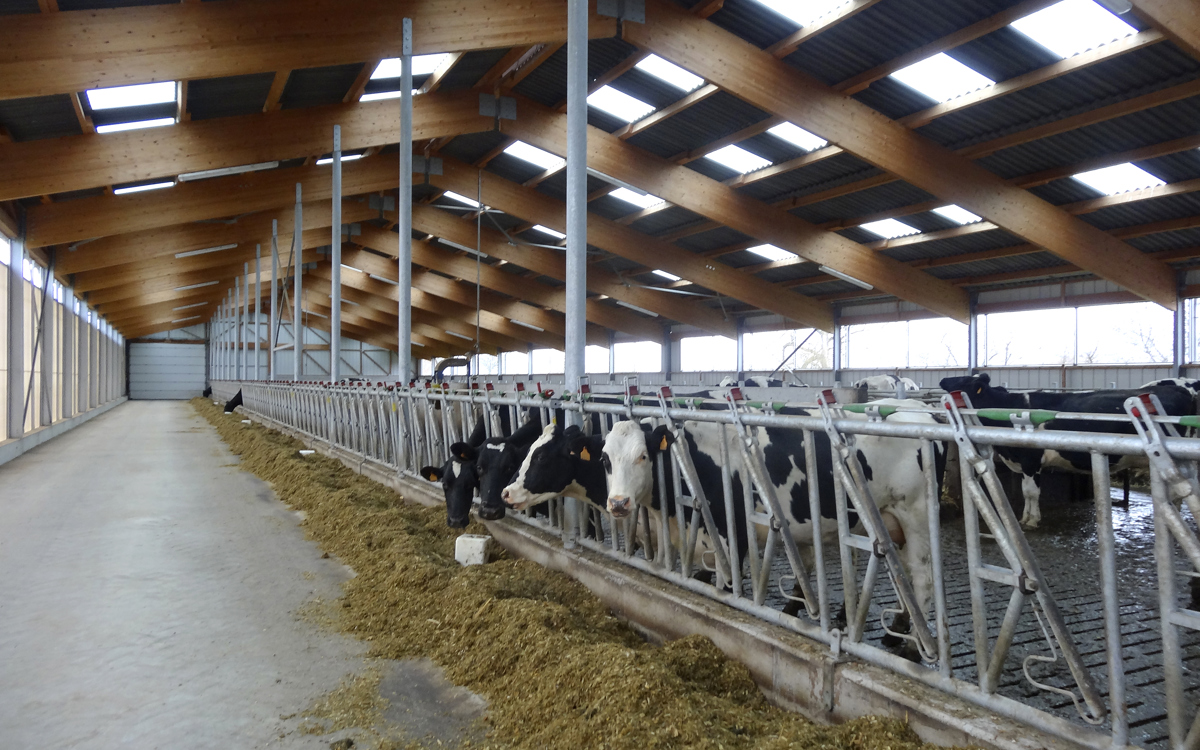 Importance de la lumière naturelle pour les animaux et le rendement agricole 