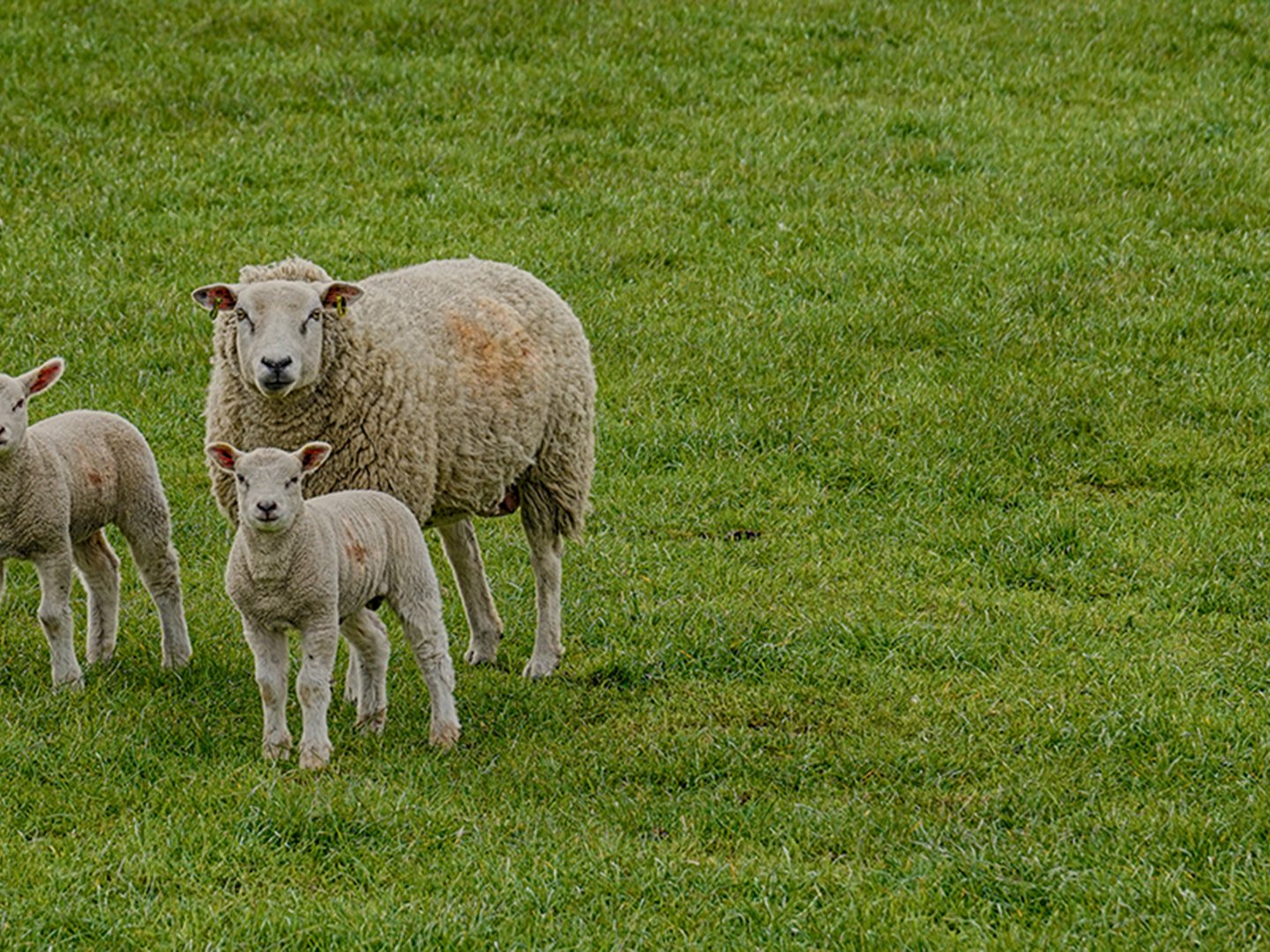 sheep farm